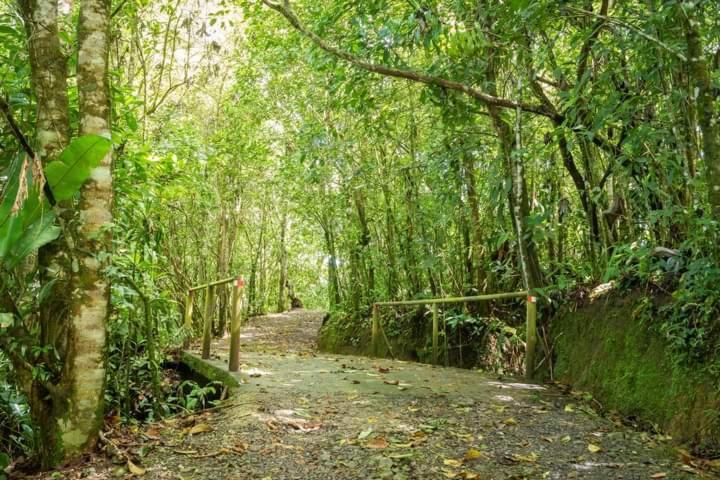Cabanas El Bosque Турриальба Экстерьер фото